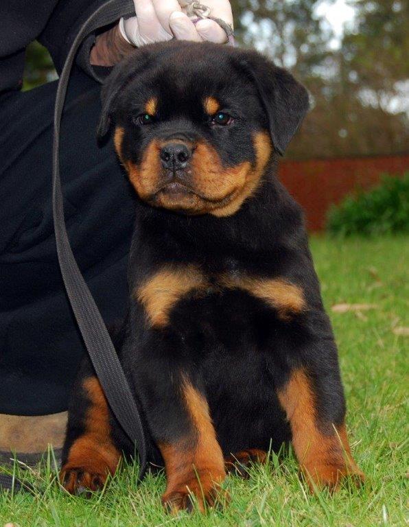 purebred rottweiler puppies for sale